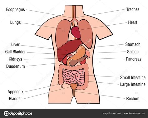Labeled diagram of the human kidney. Human Organs Labeled - Human Anatomy