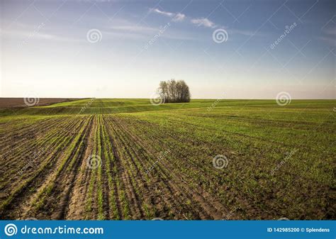 Boundless Agriculture Field With Seedling Wheat Sprouts Horizon