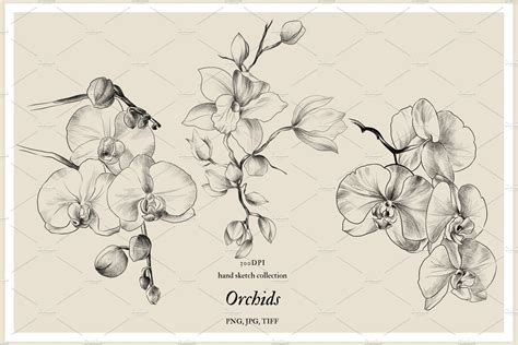 Pencil Drawing Orchid Flowers Masterbundles
