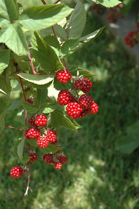 Heritage Raspberry Rubus Heritage In Salt Lake City Utah Ut At