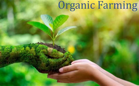 Organic Farming Market As Companies Committed For Digital