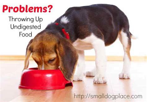 It can be alarming to see them throwing up undigested food even hours after eating. Why is the dog throwing up undigested food