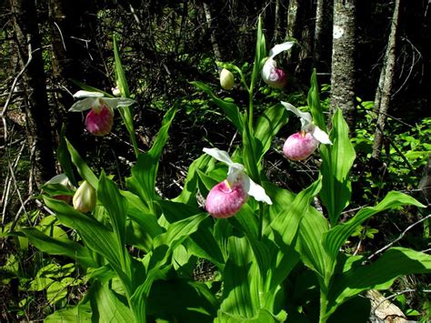 Showy Ladys Slipper Cypripedium Reginae Also Known As Pink And White
