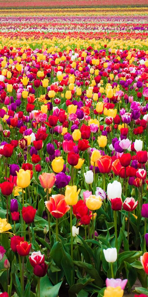 Colorful Tulips Flowers Bloom Farm 1080x2160 Wallpaper Flower