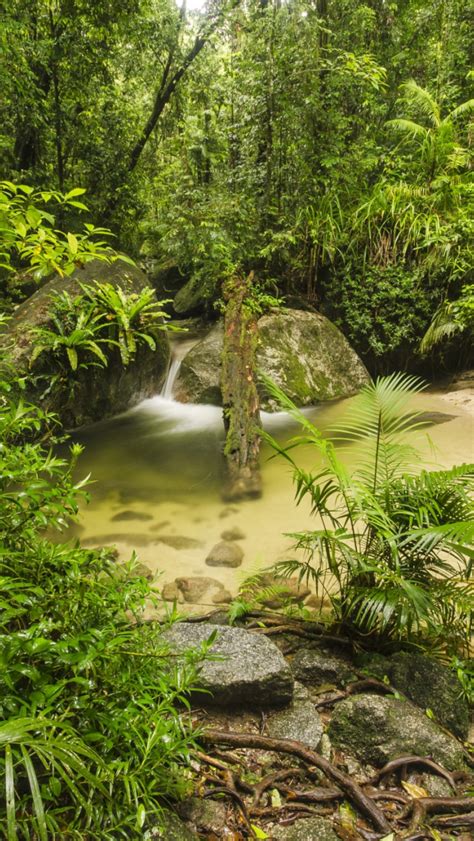 Free Download Dense Tropical Forest Wallpapers And Images Wallpapers