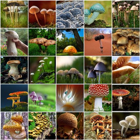 Mushroom Mosaic Localizing