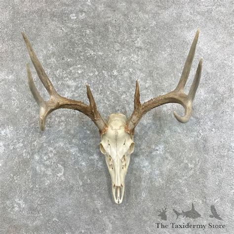 Whitetail Deer Skull European Mount For Sale 27918 The Taxidermy Store