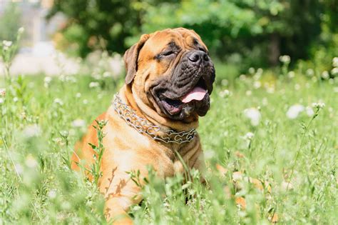 Just like dog owners, dogs can suffer badly from sensitive stomachs. Best Dog Food for an Bullmastiff with a Sensitive Stomach ...