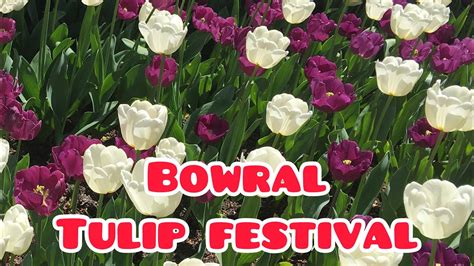 Bowral Tulip Festival Flower Festivalbeauty Of Flowers In Sydney