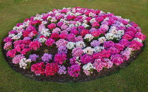 How To Develop Color Scheme In Flower Beds Colorful Flower Beds