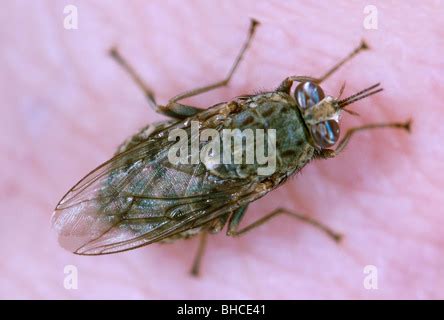 La mosca tsetsé morder y alimentarse de una persona Fotografía de stock Alamy
