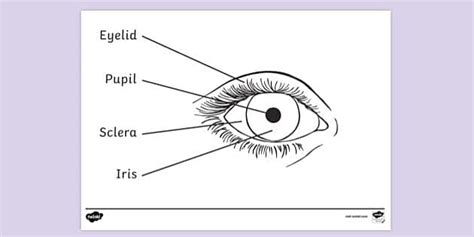 Free Eye Labelled Diagram Colouring Sheet Parents