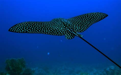 Ocean Animals - Animals Wallpaper (27960395) - Fanpop