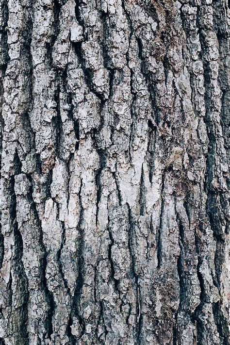Close Up Of Maple Tree Bark By Stocksy Contributor Rialto Images