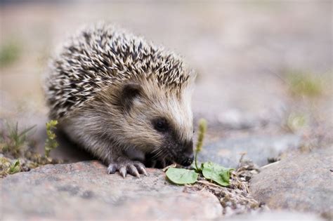 Hedgehog PetsConfession