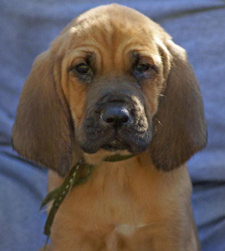 Bloodhound Dogs Pets Cute And Docile