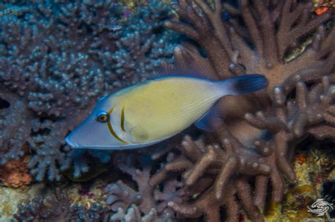 Boomerang Triggerfish Facts And Photographs Seaunseen