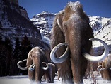 Scientists on Course to Bring the Long-Extinct Woolly Mammoth Back to Life