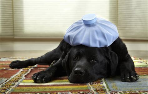 How To Tell If Your Dog Is Sick Sick Dog Dog Illnesses Dog Wear