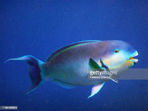 Blue Parrotfish Photos And Premium High Res Pictures Getty Images