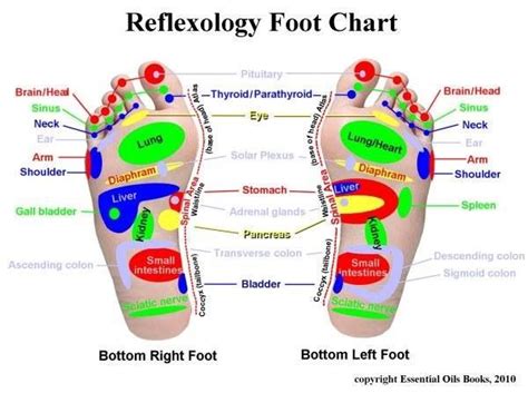 Beginner Reflexology Chart Foot Reflexology Reflexology Reflexology