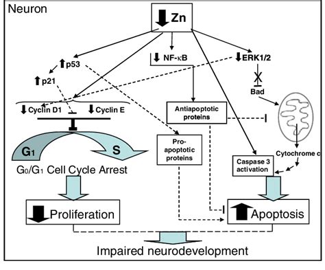 Proposed Mechanisms For Zn Deficiency Induced Decrease In Cell