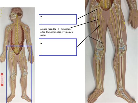 The Sacral Plexus On Model Diagram Quizlet