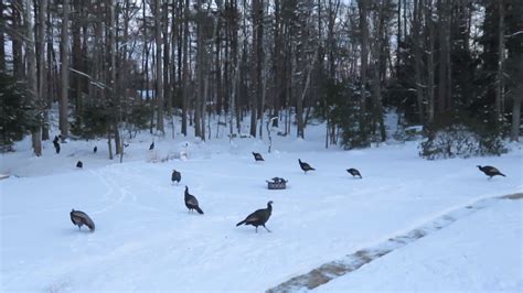 Wild Turkeys Going Up In The Trees To Roost Youtube
