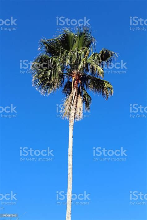 Palm Tree In Bright Blue Sky Stock Photo Download Image Now 2015
