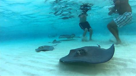 Taking A Ride Out To The Stingray City Sandbar On The Inflatable Youtube