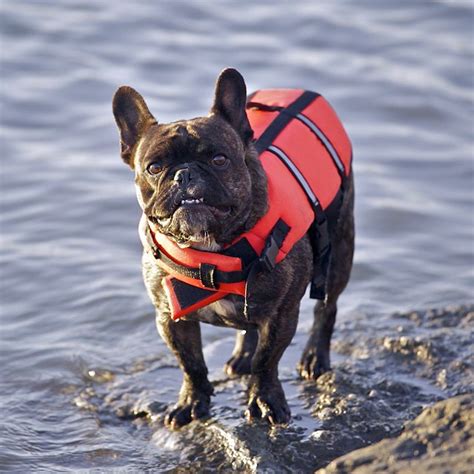 The vest is highly functional and practical, and since it is made from a particularly durable material, it can withstand the test of time. Batpig and Me: the life, times and adventures of a batpig ...