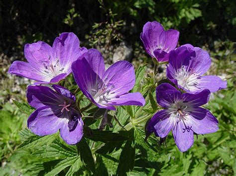 Nomi di fiori italiani e non, che si possono mettere ad un bambino: Nomi di fiori viola - Imagui
