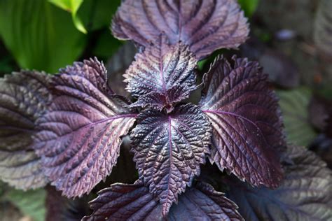 How To Plant Grow And Harvest Shiso Harvest To Table