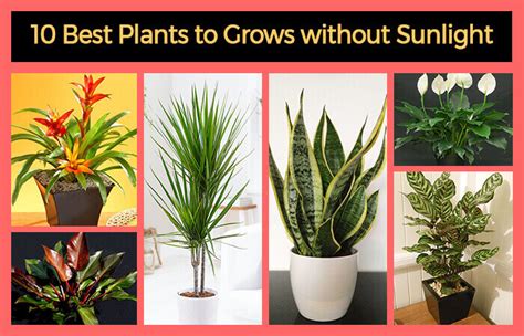 That's how we learn from the. 10 Best Plants that Grows in Shade without Sunlight at ...