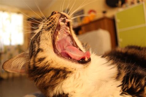 Yawning Cat With Its Mouth Fully Opened Stock Photo Image Of Kitten