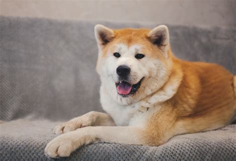 Can Akitas Live In Apartments