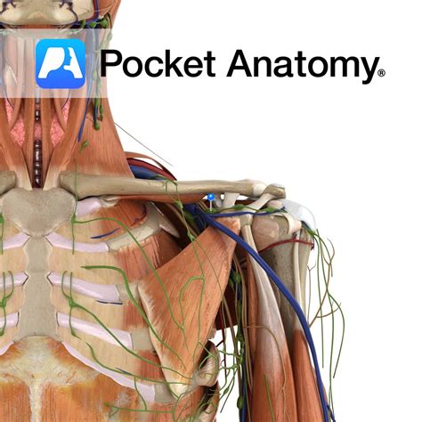 Subclavian Trunk Pocket Anatomy