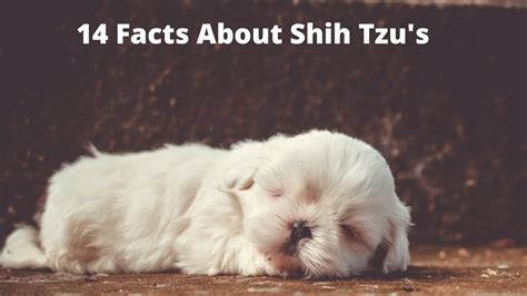 14 Facts About Shih Tzus Youtube