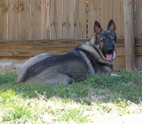 Nadelhaus breeds and sells german shepherd puppies in northern california. Silver Sable German Shepherd Female Ayers Legends German Shepherds Large Big Puppies for sale ...