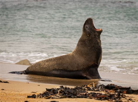 Whakahao New Zealand Sea Lion New Zealand Sea Lions Are Flickr