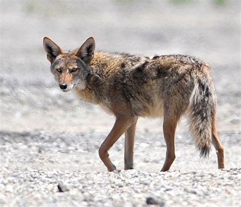 Heres What We Dont Know About Urban Coyotes A Growing Issue In La