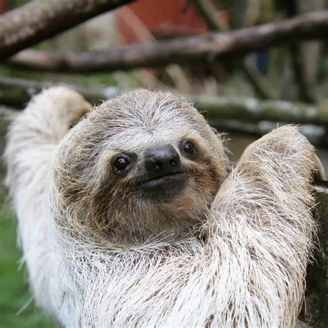 Sloth Sunday Awarding The Top Sloths Of The 2020 Ironman Games