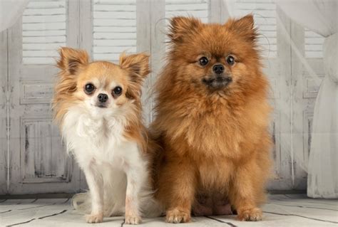 Premium Photo Chihuahua And Pomeranian