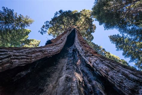 Giant Sequoia — Conservation Atlas