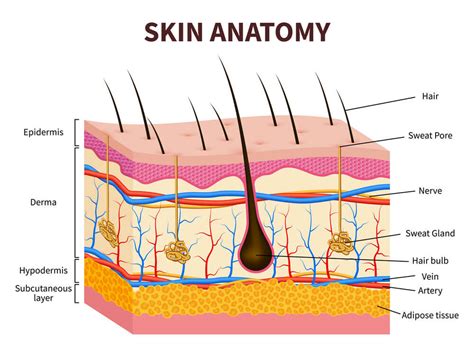 Current research proposes an the texture and color features of different skin disease images could be obtained accurately. The Skin Series Part I - Functions & Anatomy | Skincare Academy