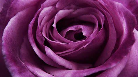 Beautiful Big Purple Rose Close Up Wallpapers And Images Wallpapers
