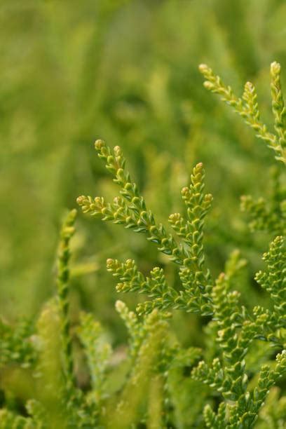 Japanese Thuja Stock Photos Pictures And Royalty Free Images Istock