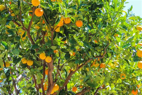 Oranges How To Grow Care For And Harvest Oranges