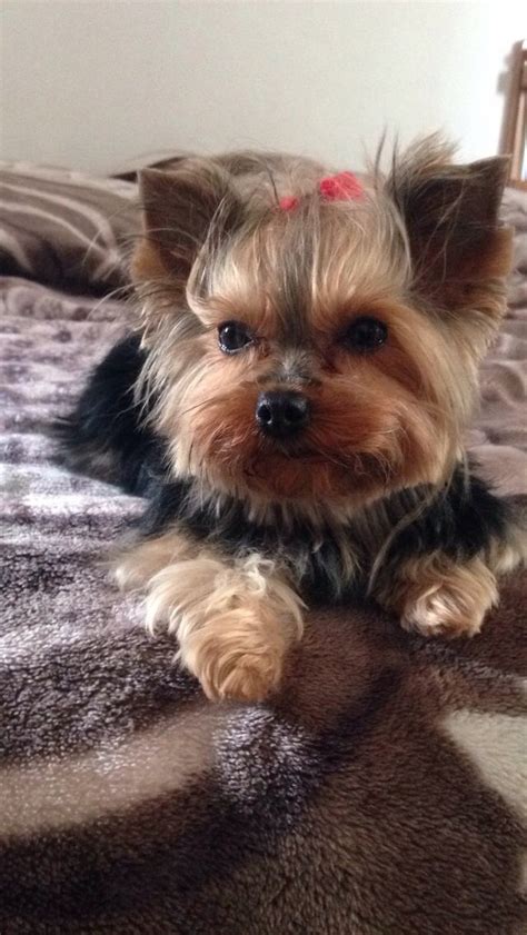 Dog grooming involves cut the claws. Short hair | Most beautiful dogs, Yorkie, Beautiful dogs