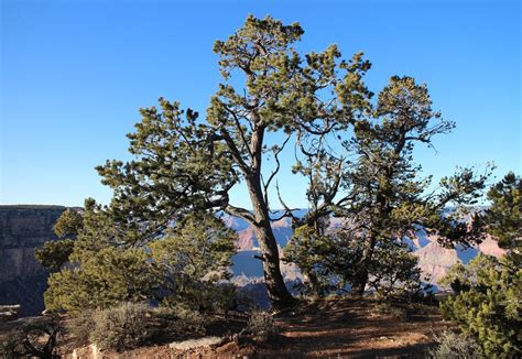 5 Typical Types Of Pine Trees In Las Vegas Progardentips